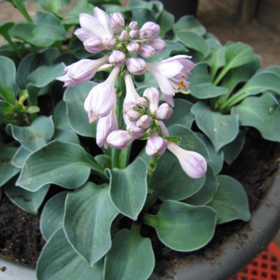 Hosta 'Blue Mouse Ears'